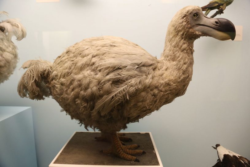 are dodo birds coming back